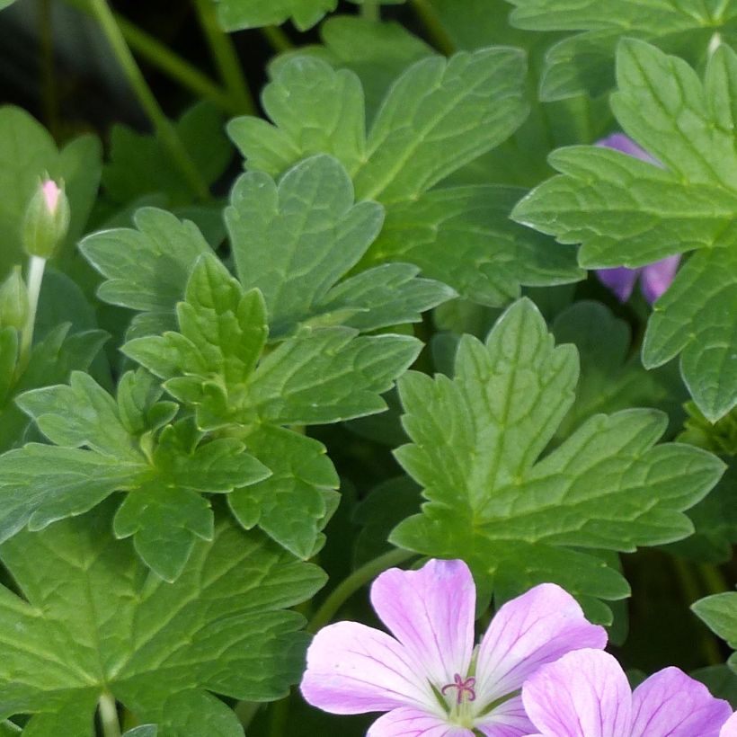 Géranium vivace riversleaianum Mavis Simpson (Foliage)