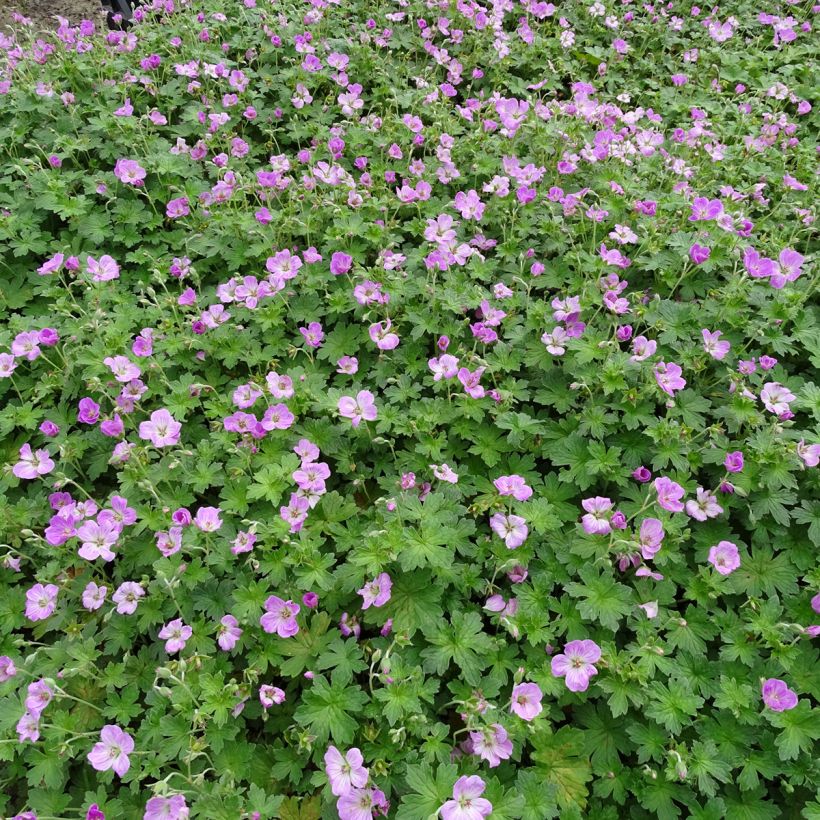 Géranium vivace riversleaianum Mavis Simpson (Plant habit)