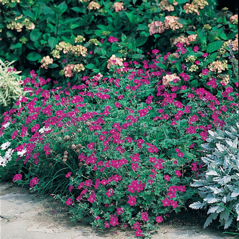 Géranium vivace sanguineum (Plant habit)