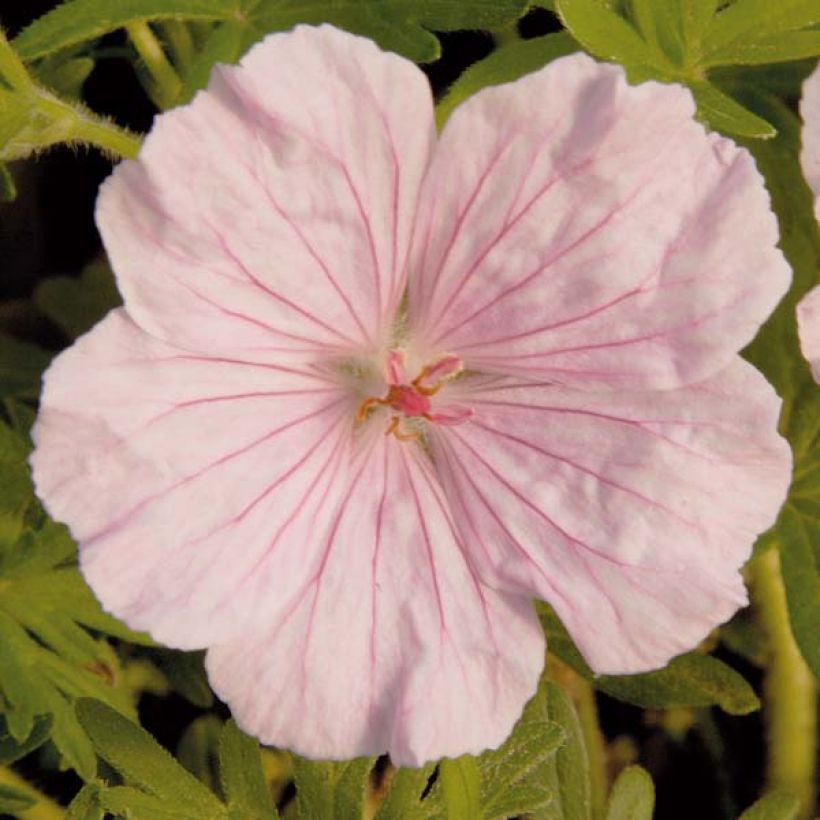 Géranium vivace sanguineum striatum (Flowering)