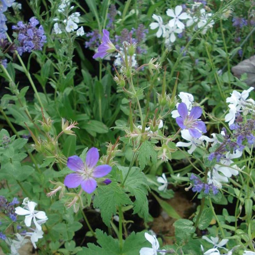 Géranium vivace sylvaticum May Flower (Plant habit)
