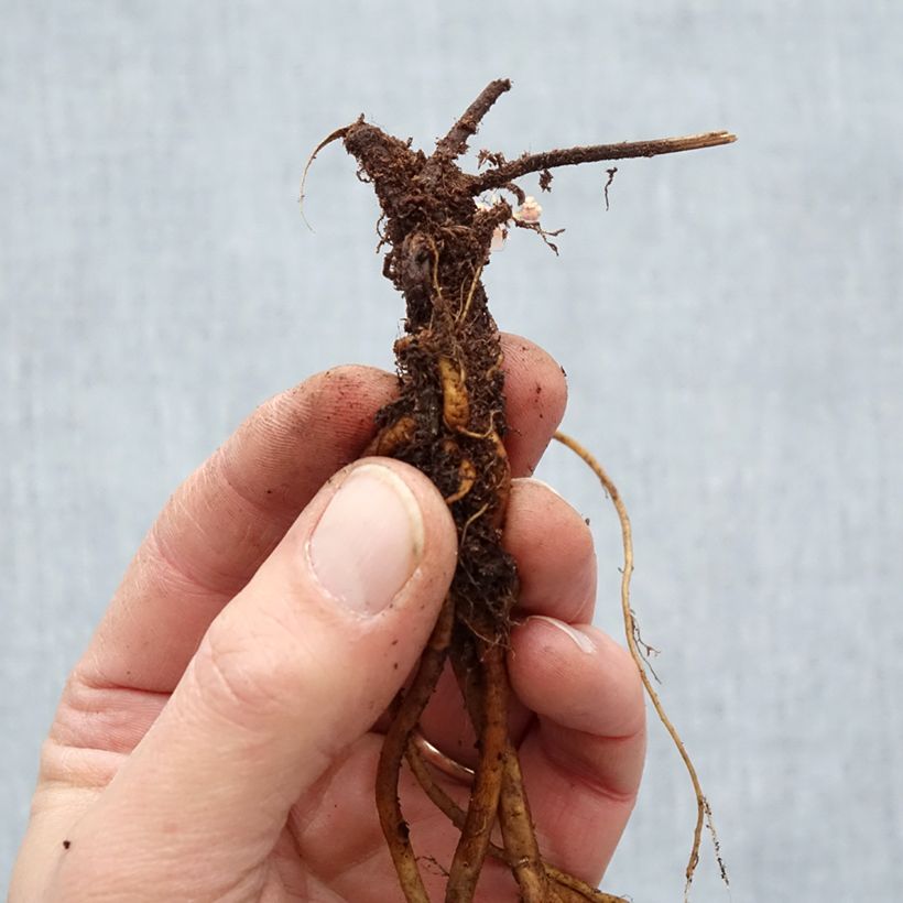 Example of Géranium vivace Ann Folkard Petites Racines nues as you get in hiver