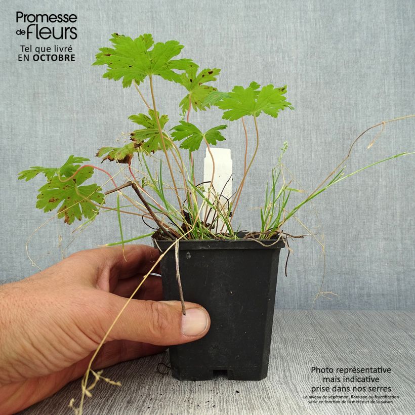 Example of Géranium vivace Anne Thomson Godet de 8/9 cm as you get in automne