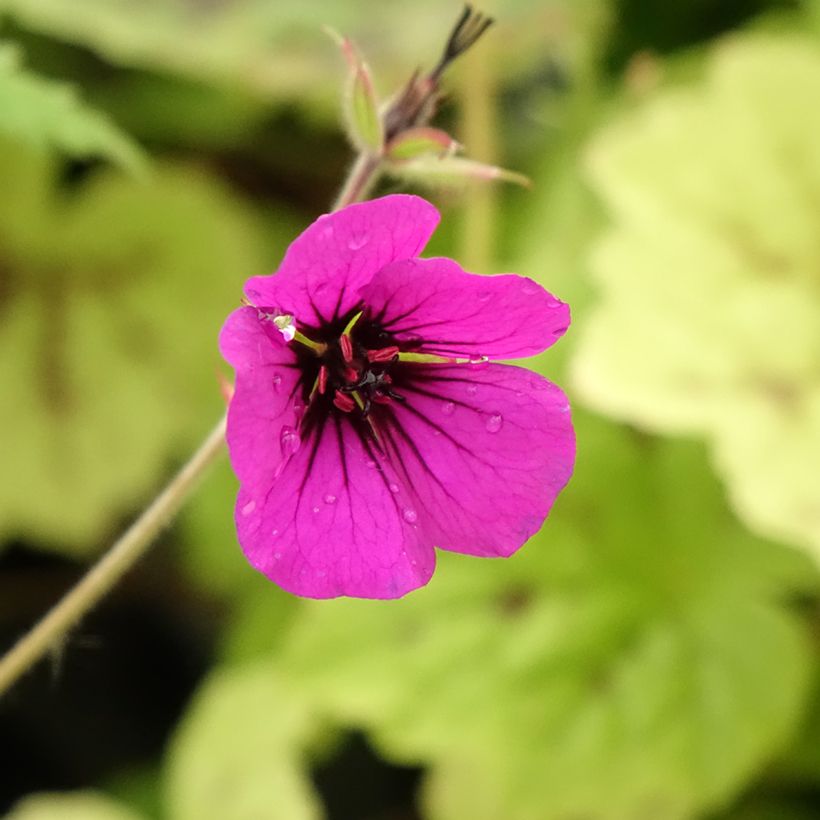 Géranium vivace Anne Thomson (Flowering)