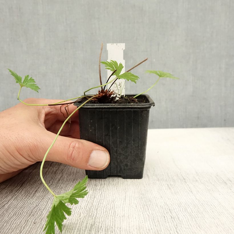 Example of Geranium vivace Blue Cloud Godet de 8/9 cm as you get in automne
