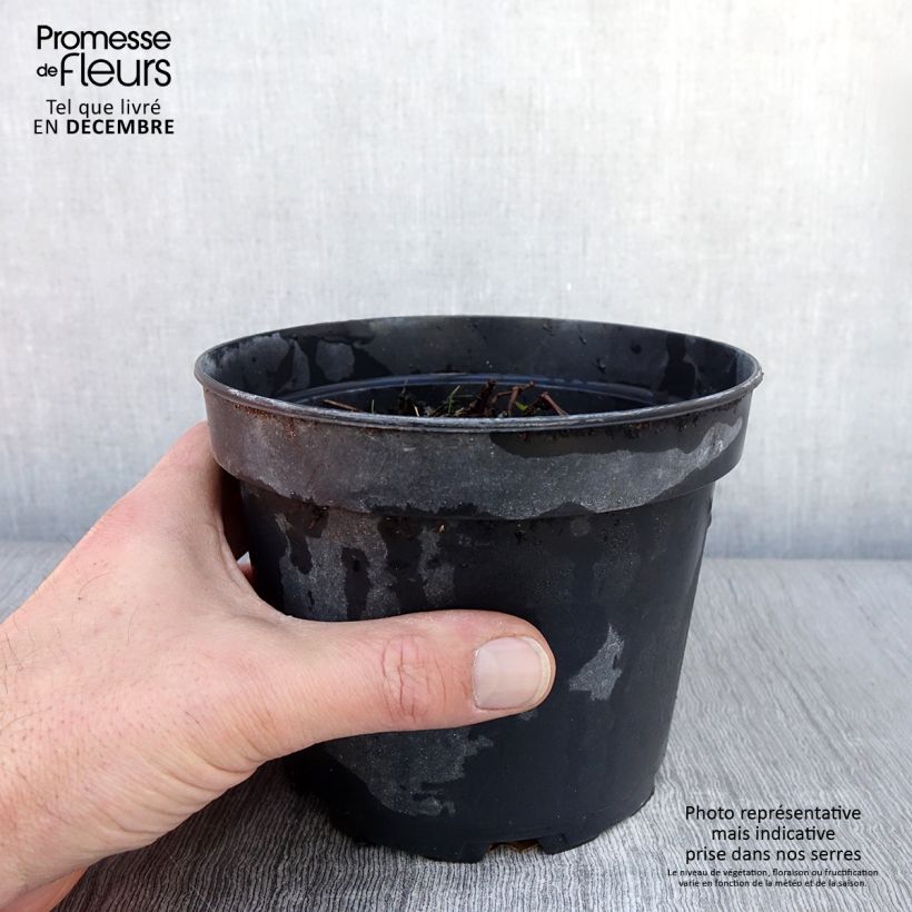 Example of Géranium vivace Blushing Turtle Pot de 2L/3L as you get in automne