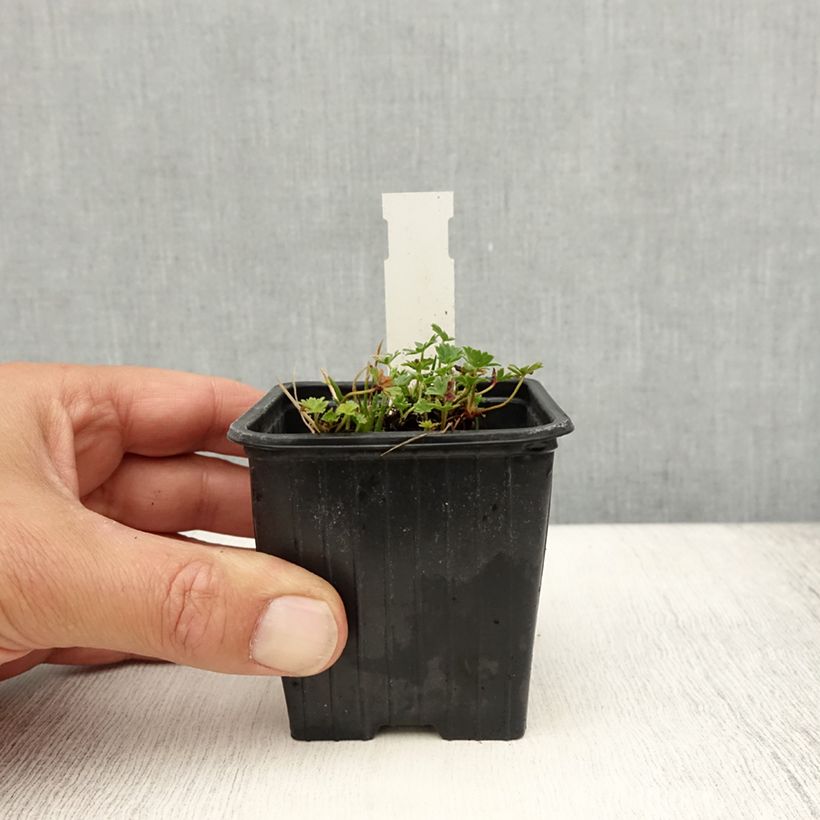 Example of Geranium vivace cinereum Ballerina Godet de 8/9 cm as you get in ete