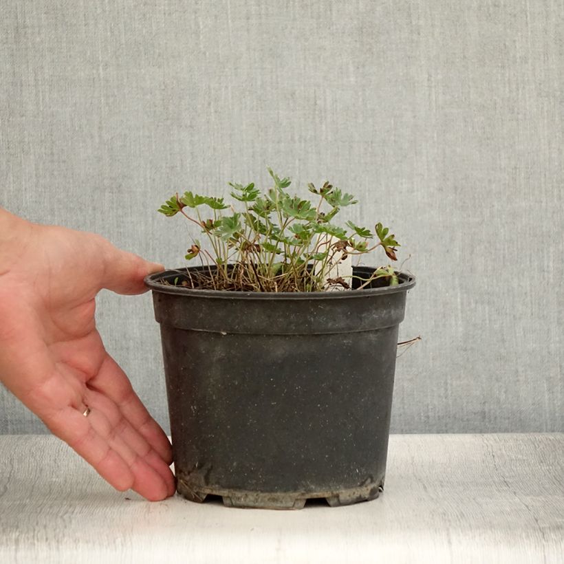 Example of Géranium vivace cinereum Jolly Jewel Night Pot de 2L/3L as you get in ete