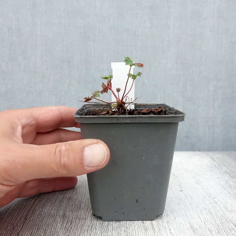 Example of Geranium vivace cinereum Jolly Jewel Pink Godet de 8/9 cm as you get in ete