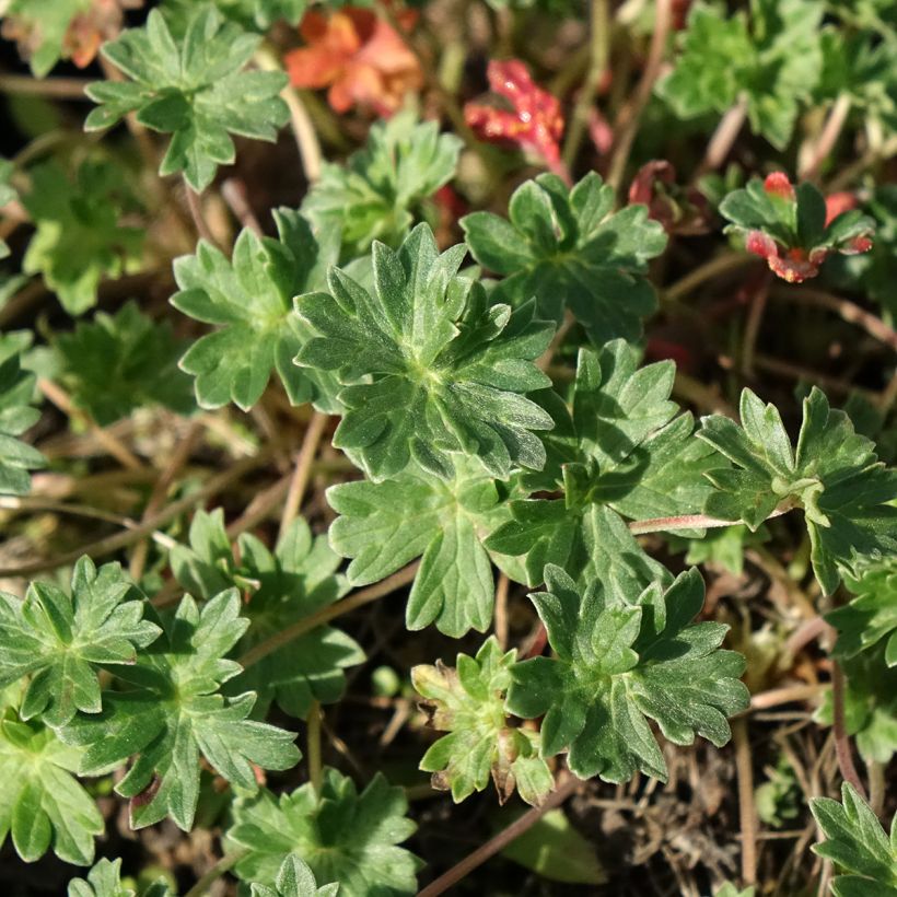 Géranium vivace cinereum v. subcaulescens Giuseppii (Foliage)