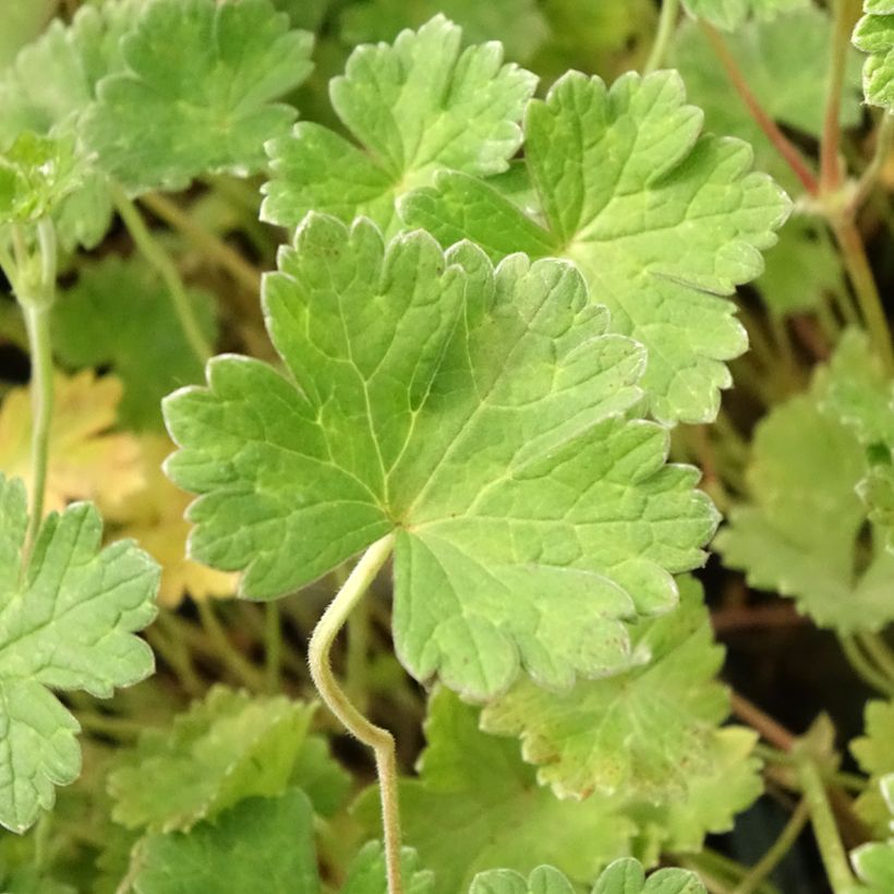 Geranium vivace Coombland White (Foliage)