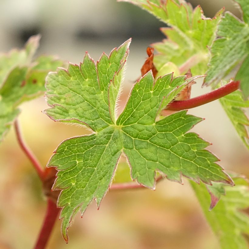 Geranium vivace Daily Purple (Foliage)
