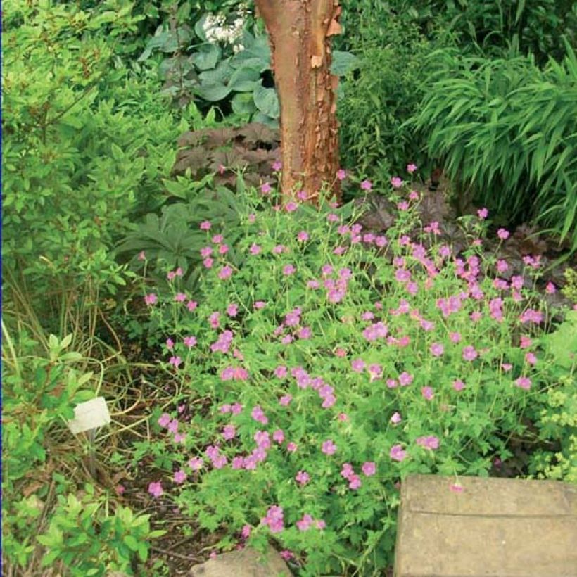 Géranium vivace Dilys (Plant habit)