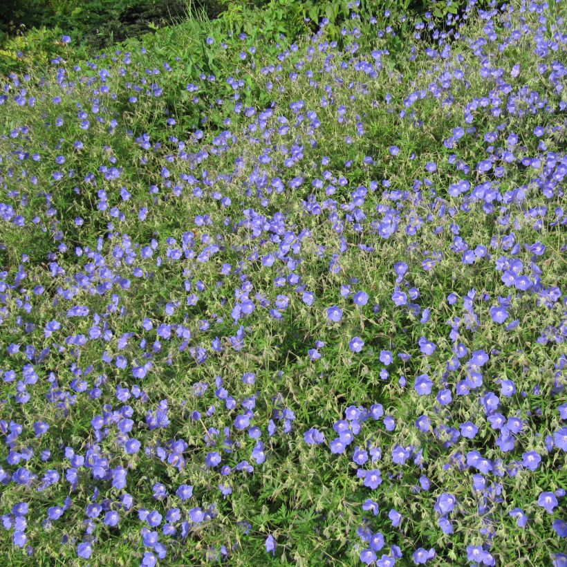 Geranium vivace Johnson's blue (Plant habit)