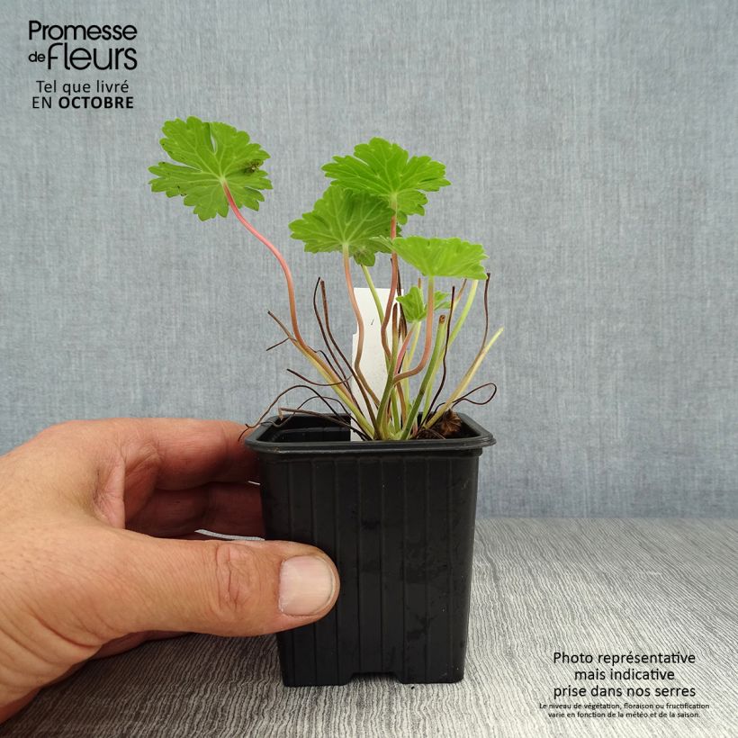 Example of Géranium vivace Joy Godet de 8/9 cm as you get in automne