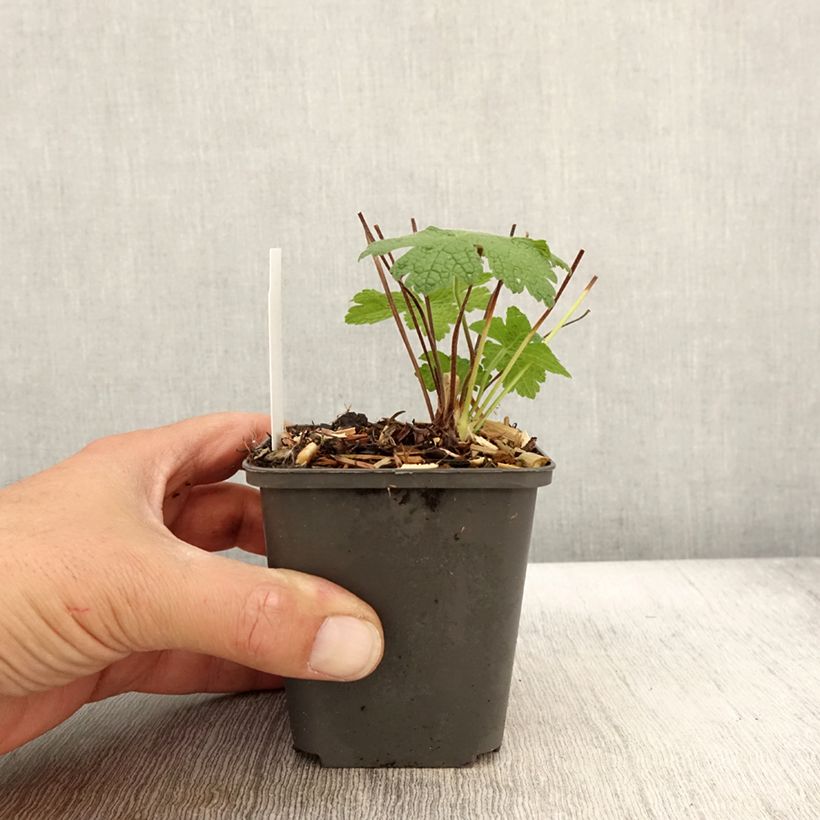 Example of Géranium vivace Karen Wouters Godet de 8/9 cm as you get in automne
