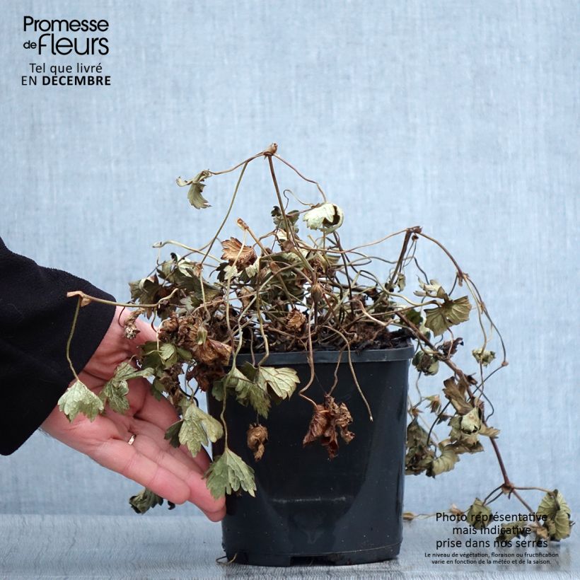 Example of Géranium vivace Kelly-Anne Pot de 1L/1,5L as you get in automne