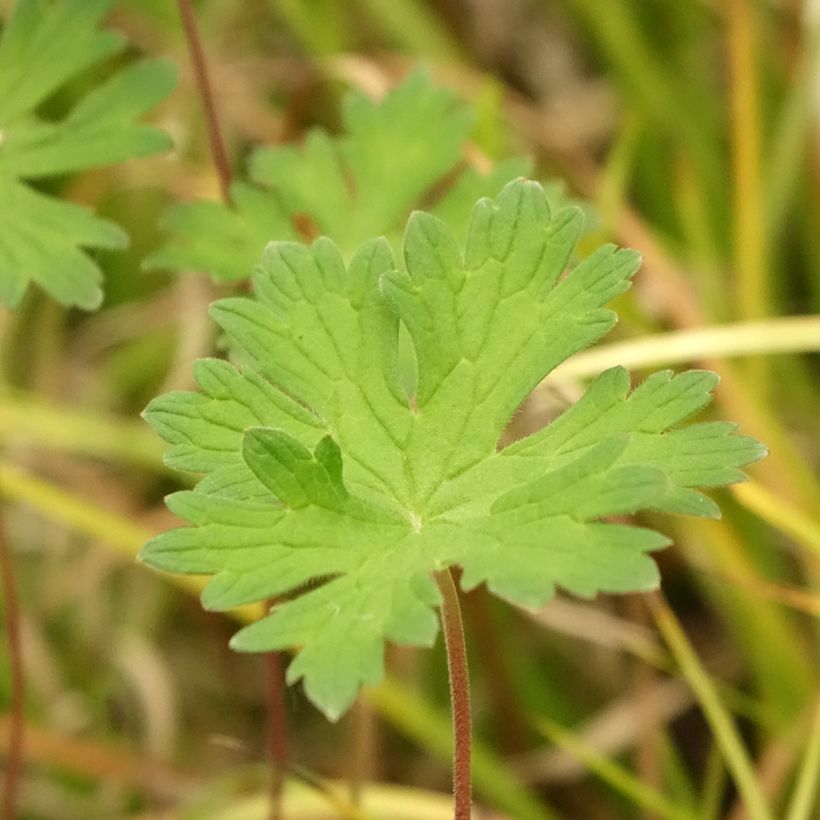 Géranium vivace Lea (Foliage)