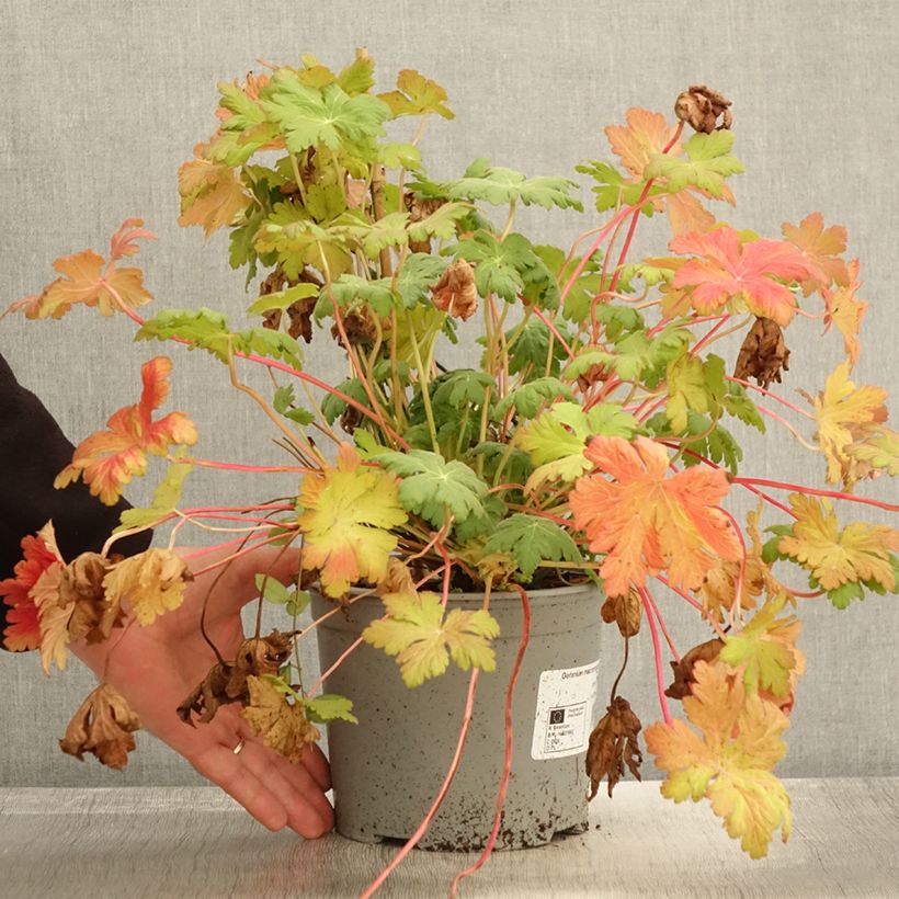 Example of Géranium vivace macrorrhizum Czakor Pot de 3L/4L as you get in automne