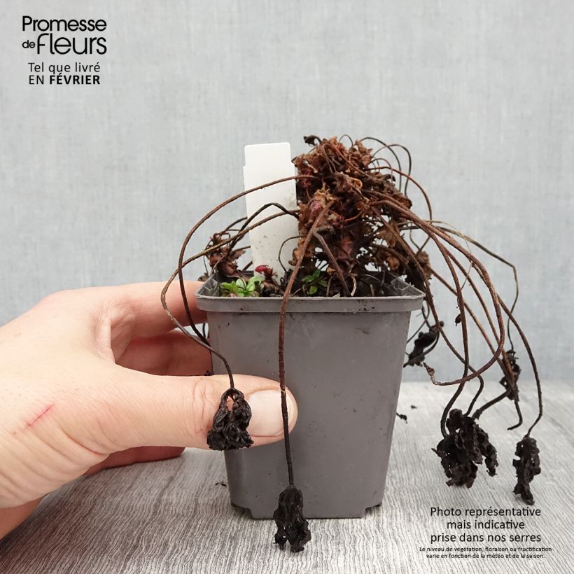 Example of Géranium vivace macrorrhizum Ingwersen's Variety Godet de 8/9 cm as you get in hiver