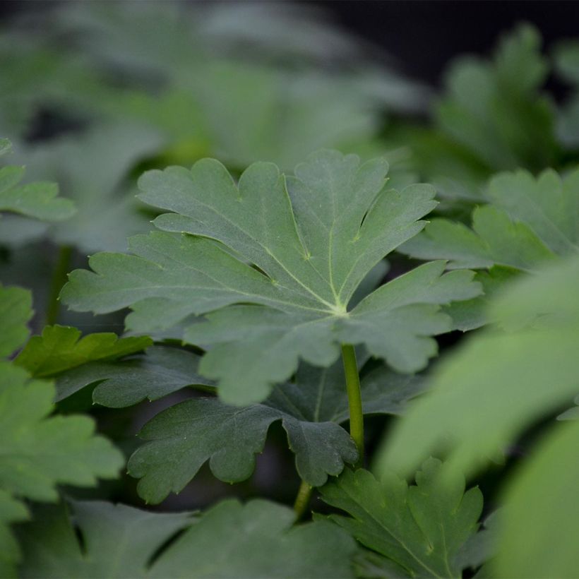 Géranium vivace macrorrhizum Olympos (Foliage)