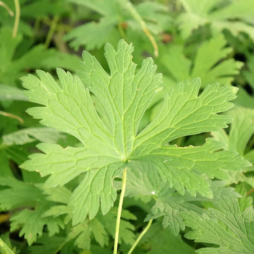 Géranium vivace maculatum Chatto (Foliage)