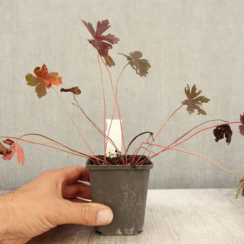 Example of Geranium vivace maculatum Stormy Night Godet de 8/9 cm as you get in automne