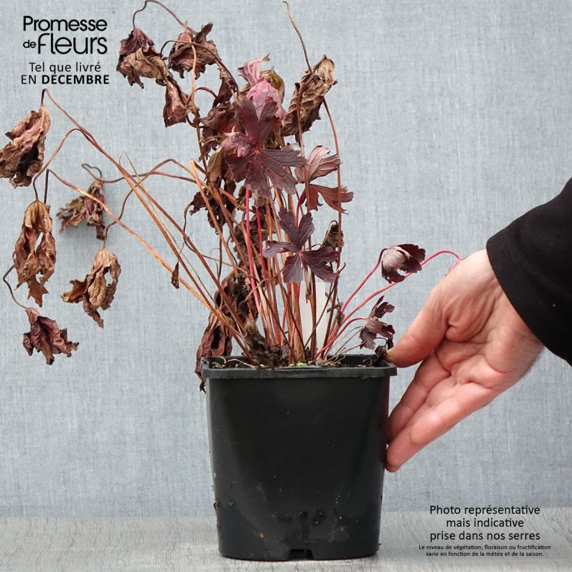 Example of Geranium vivace maculatum Stormy Night Pot de 2L/3L as you get in automne
