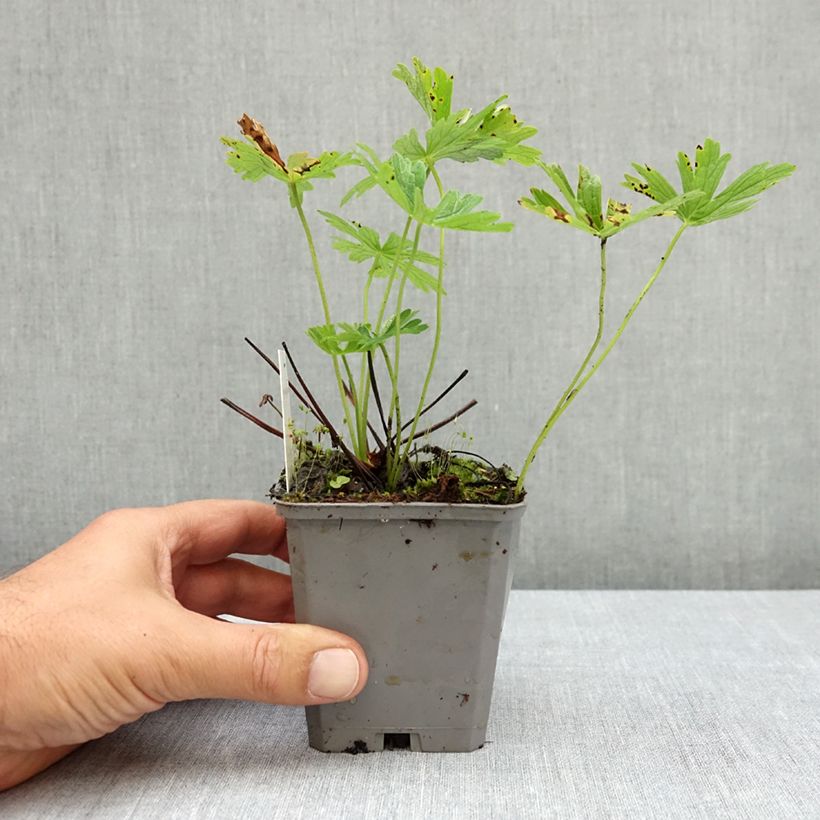Example of Géranium vivace maculatum var. album Godet de 8/9 cm as you get in ete