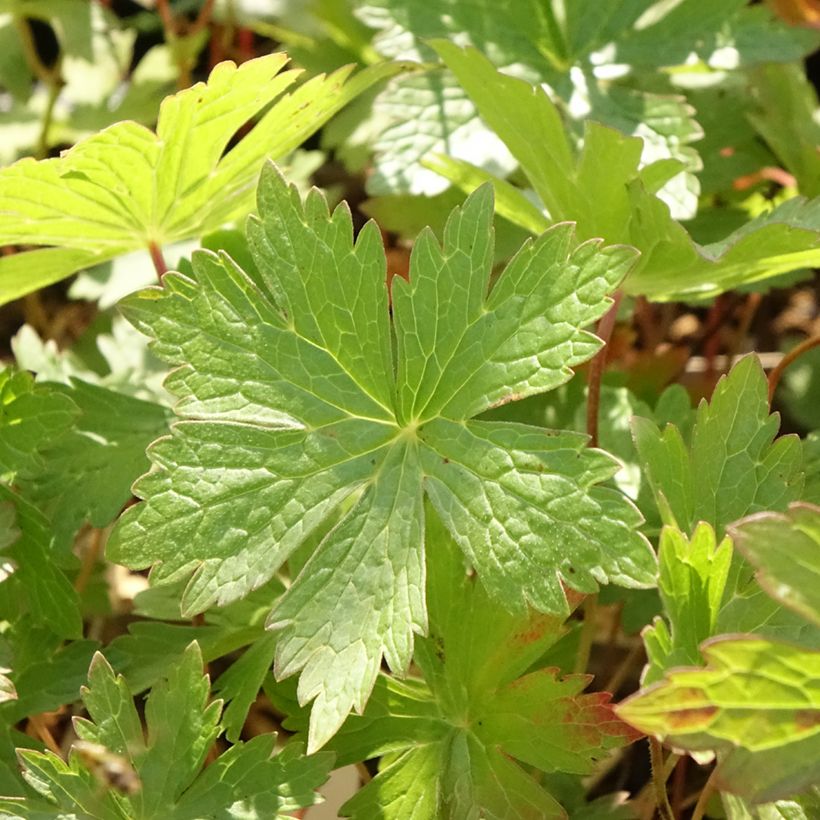 Geranium vivace maculé Vickie Lynn (Foliage)