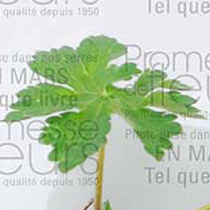Géranium vivace magnificum (Foliage)
