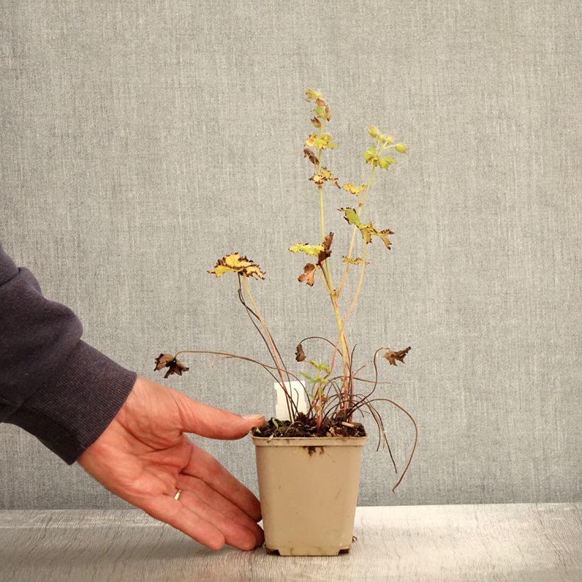 Example of Géranium vivace magnificum Blue Blood Godet de 8/9 cm as you get in automne