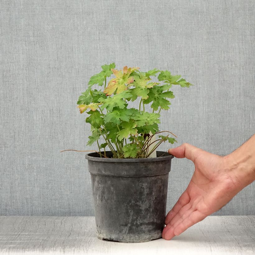 Example of Géranium vivace magnificum Blue Blood Pot de 2L/3L as you get in ete