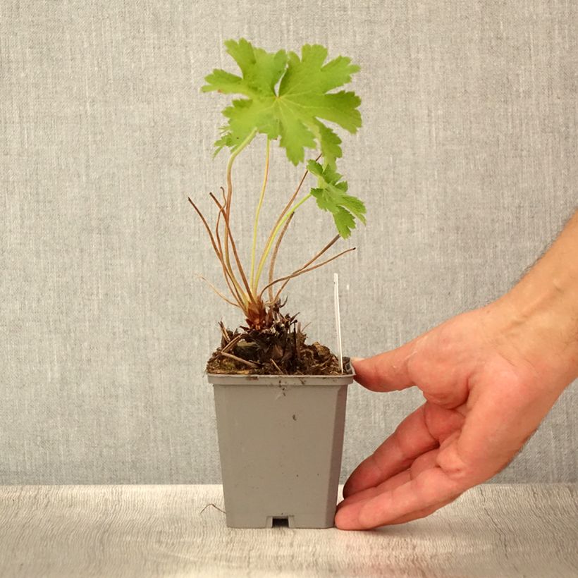 Example of Géranium vivace magnificum Godet de 8/9 cm as you get in ete