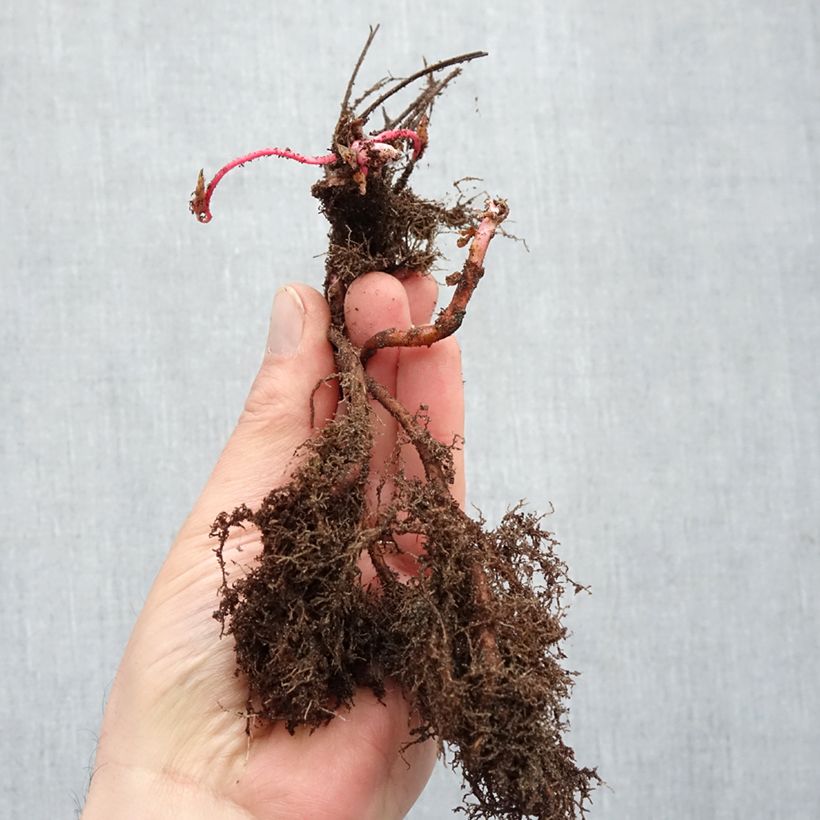 Example of Géranium vivace nodosum  Petites Racines nues as you get in hiver