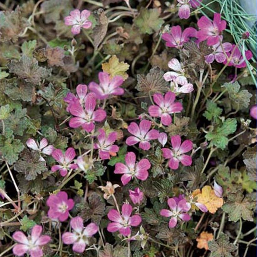 Géranium vivace Orkney Cherry® (Plant habit)