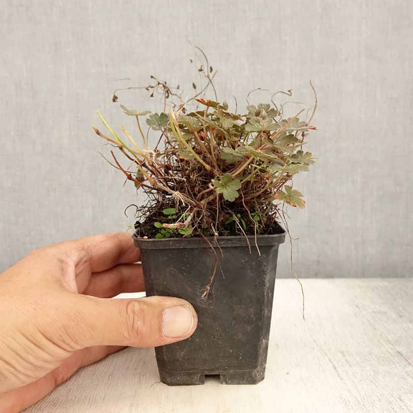 Example of Géranium vivace Orkney Cherry® Godet de 8/9 cm as you get in ete