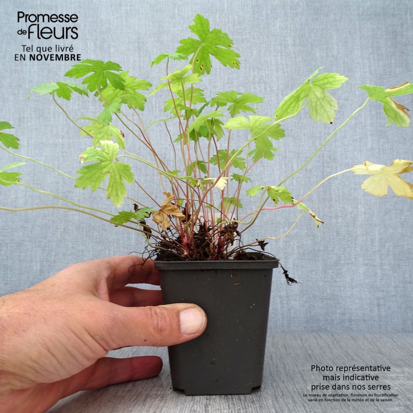 Example of Géranium vivace oxonianum Ankum's White Godet de 8/9 cm as you get in automne