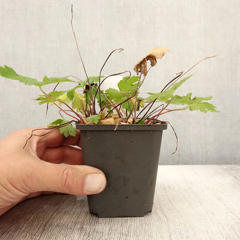 Example of Géranium vivace phaeum Angelina Godet de 8/9 cm as you get in automne