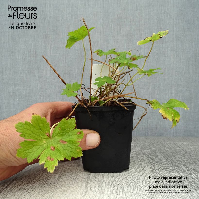 Example of Géranium vivace phaeum Godet de 8/9 cm as you get in automne