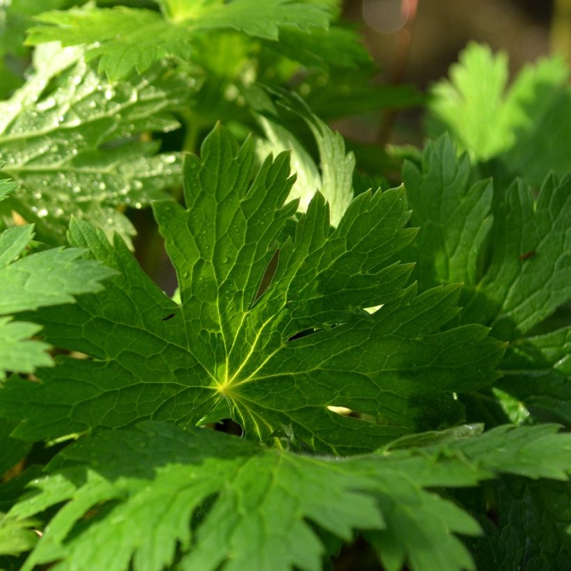 Géranium vivace phaeum Lily Lovell (Foliage)