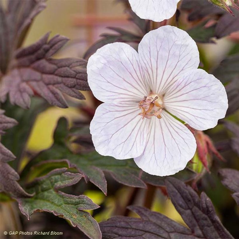 Geranium vivace pratense Black'n White Army (Flowering)