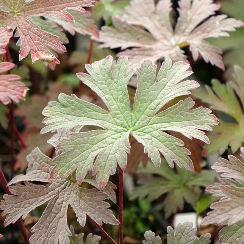 Géranium vivace pratense Dark Eyes - Géranium des prés (Foliage)