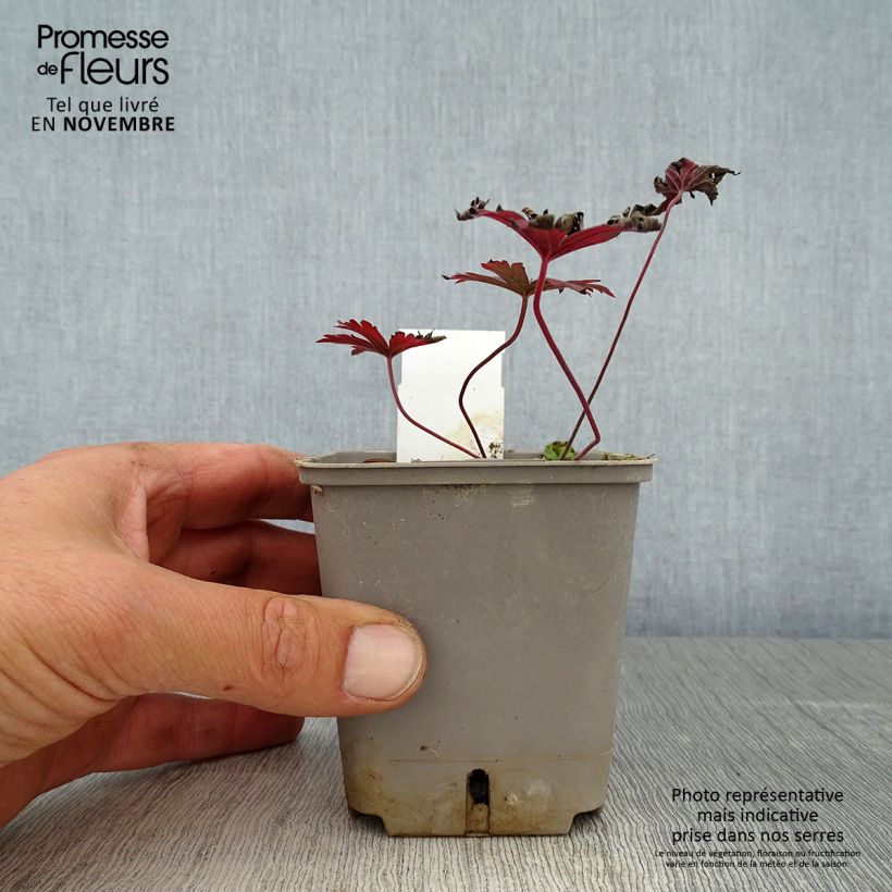 Example of Géranium vivace pratense Dark Reiter Godet de 8/9 cm as you get in automne