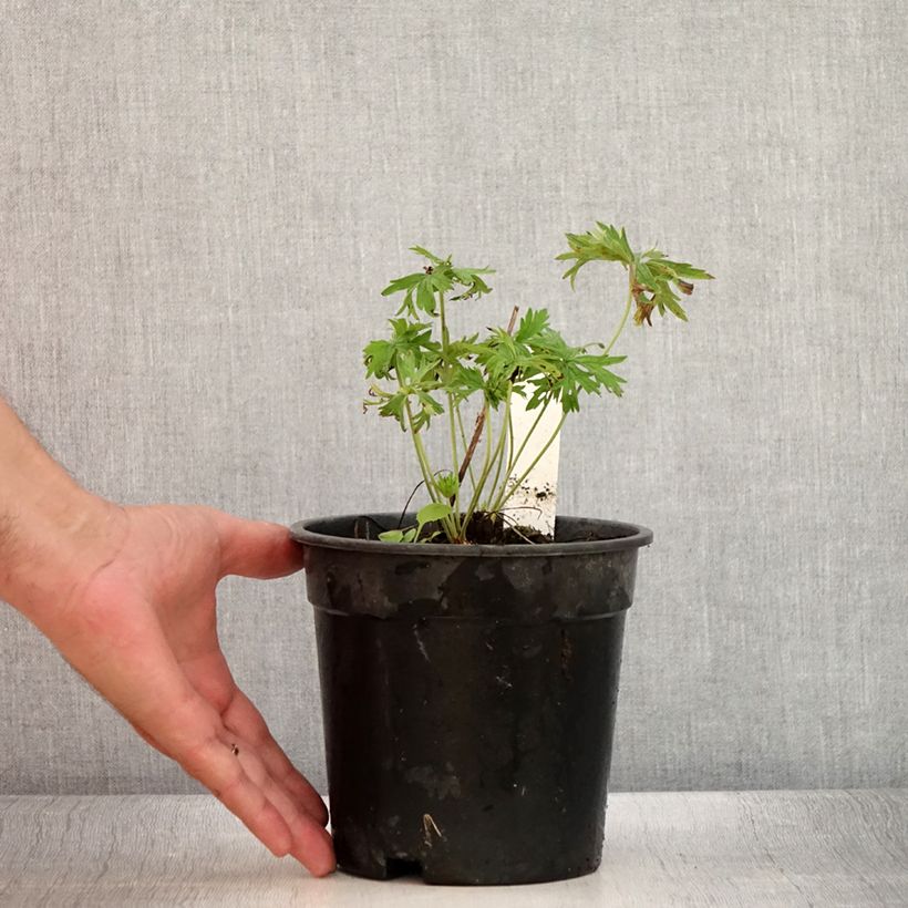 Example of Geranium vivace pratense Laura - Géranium des près  Pot de 2L/3L as you get in ete
