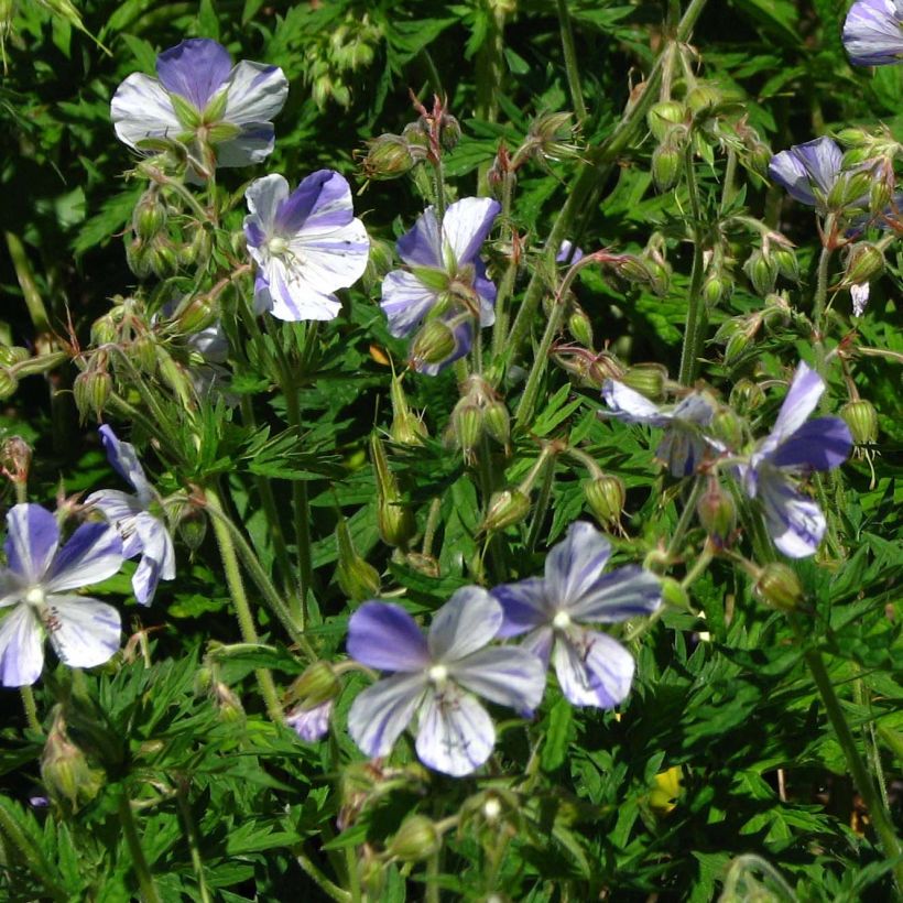 Géranium vivace pratense Splish Splash - Géranium des prés (Flowering)