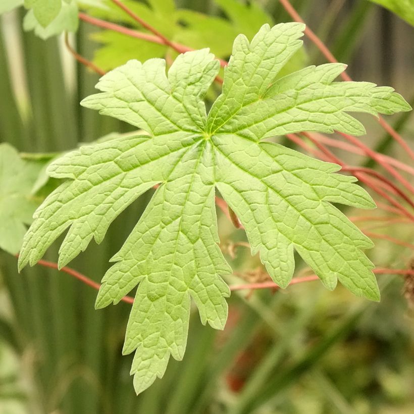 Géranium vivace psilostemon (Foliage)