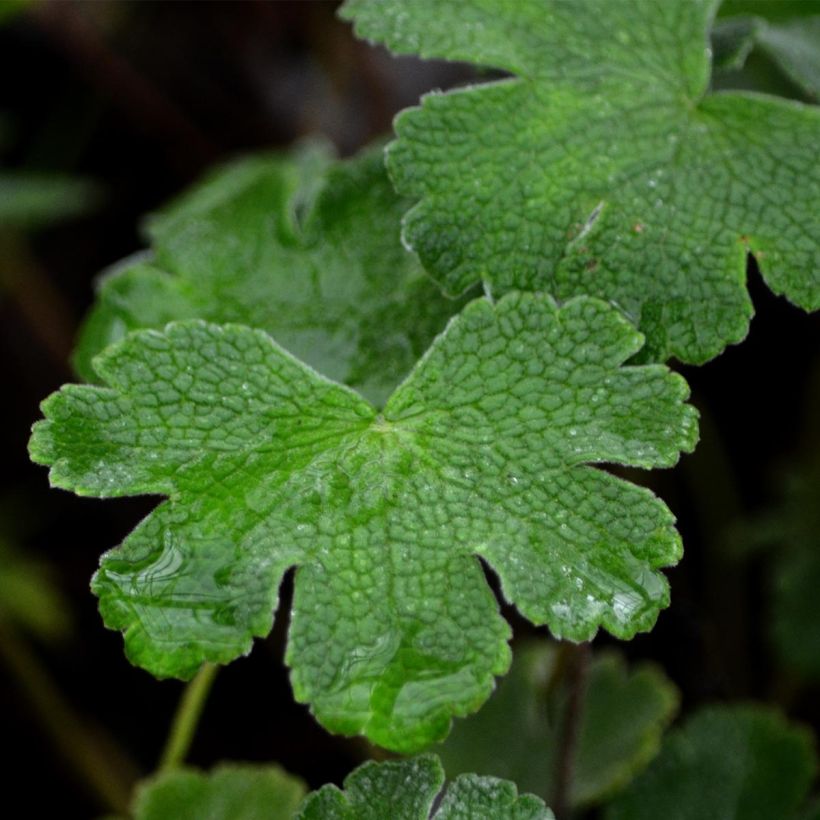 Géranium vivace renardii (Foliage)