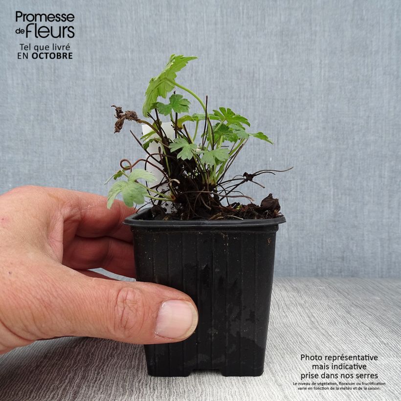 Example of Géranium vivace riversleaianum Russell Prichard Godet de 8/9 cm as you get in automne