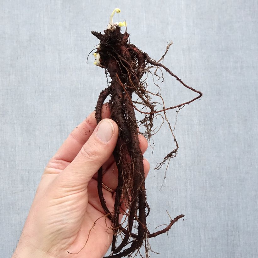 Example of Géranium vivace Rozanne Petites Racines nues as you get in hiver
